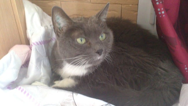 Ne jamais regarder un film d'horreur avec un chat ! 