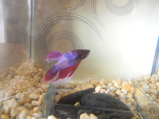 Adieu mon bébé poisson ♥