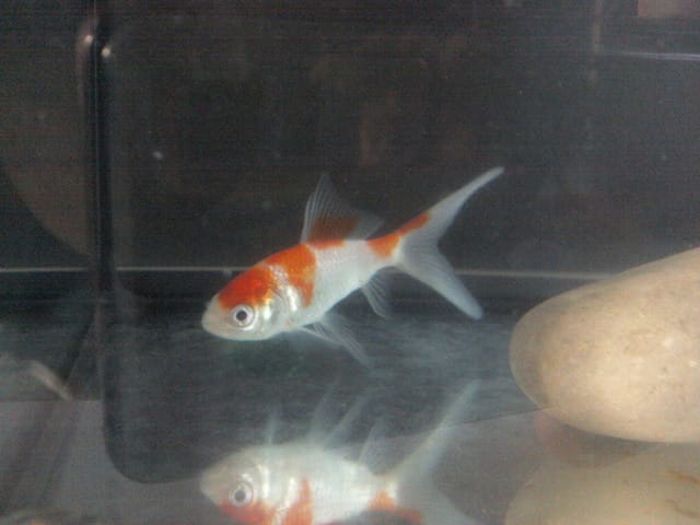 Pour tous les propriétaires de poissons rouges.