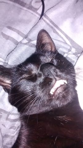 Le pire du pire de nos animaux ( en photos !)