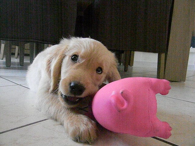 Bienvenue Sherlock ♥
