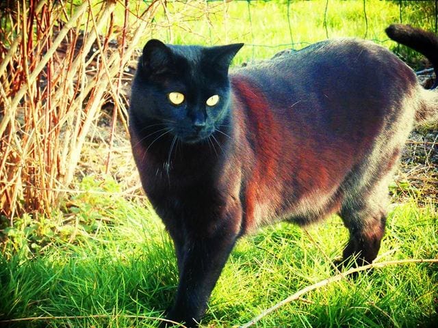 Croquettes chat en surpoids
