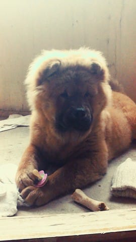 Ma show fait pipi ds la maison alors qu'elle est propre depuis ses 4 mois..