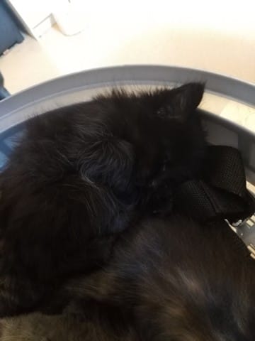 HELP ! Chaton noir avec des poils blancs éparses ? +photo