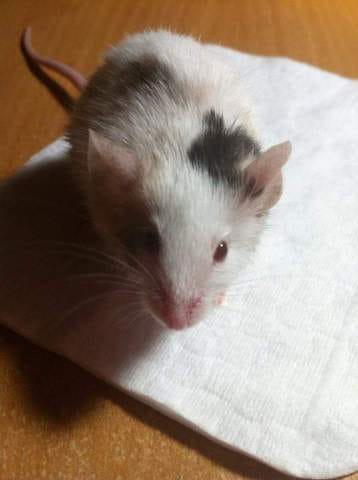 Quelle couleur est ma souris?