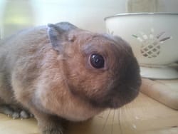 Nos lapins adorés !