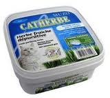 L'herbe à chat que mon chat n'aime pas