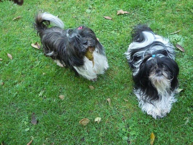 Connaissez vous le Cani Roller ?