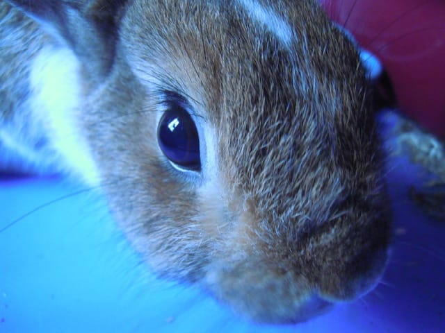 Quels surnoms ont vos animaux ? ^^