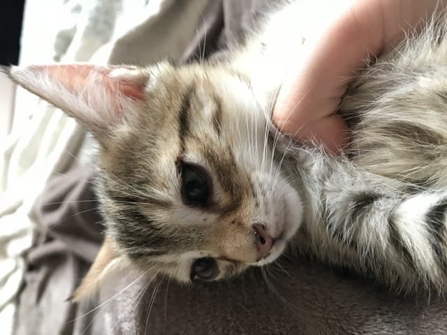Yeux gonflés chaton