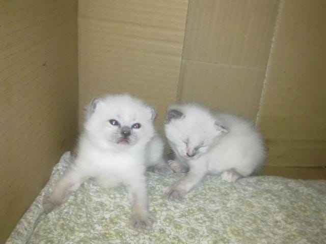 Coloration bizarre de mon chaton siamois