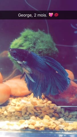 Bienvenue George, poisson combattant