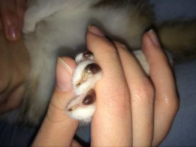 Coussinet chat abimé