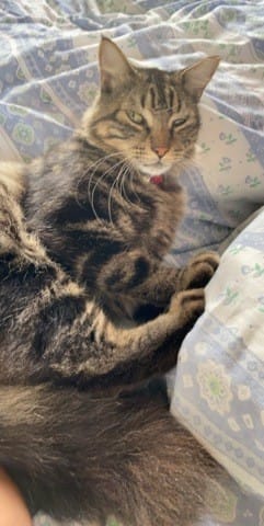 La race de mon chat ?