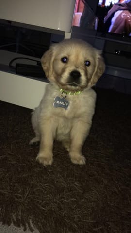 Mon chiot golden et t’il trop mince?