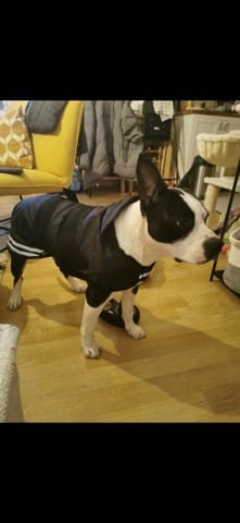 Croisement de mon chien