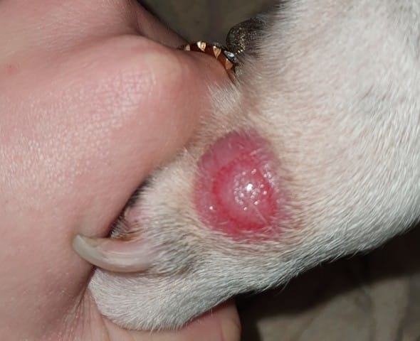 Boule patte avant