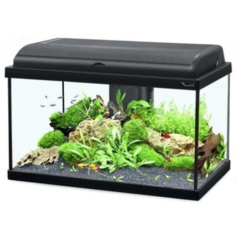 Acceuillir mon premier reptile