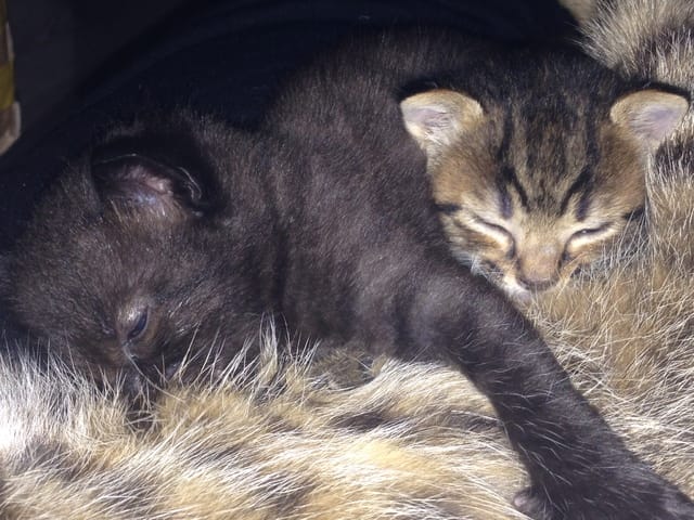 croute bosse chatons