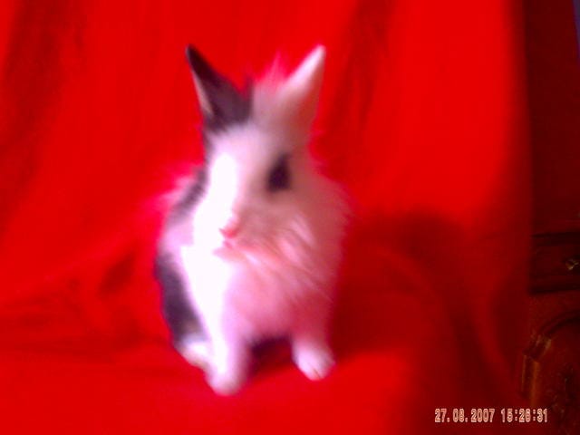 je voudrais savoir si ma lapine est enciente