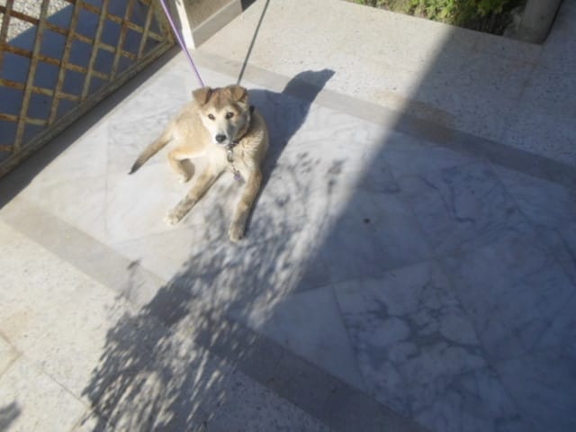 Race de mon chiot