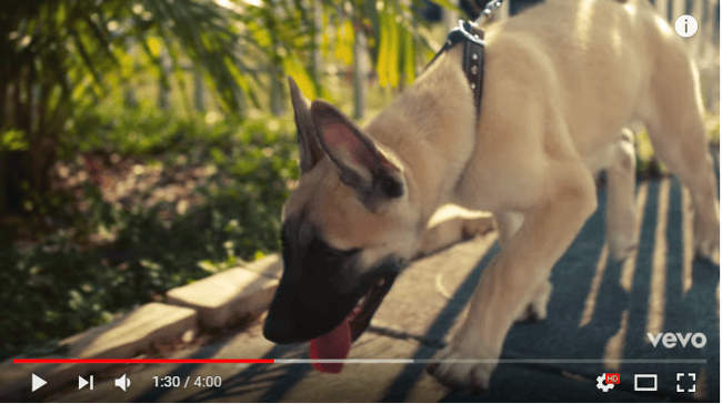 Quelle est la race de ce chien?