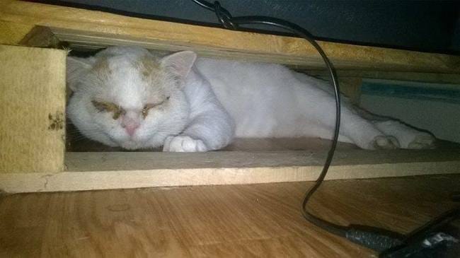 L'histoire de mon FIV+