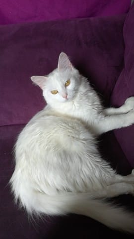 Quand est ce que mes chatons vont naîtres ?