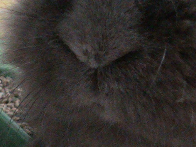 jeu photos sur les animaux