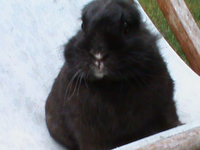 mon lapin déteste mon autre lapin