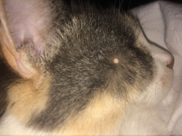 Grosseurs à côté devant l’oeil