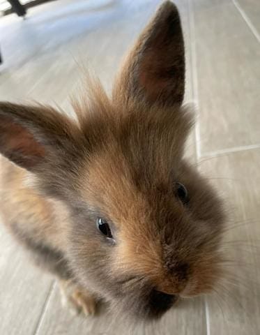 Quelle race de lapin nain ?