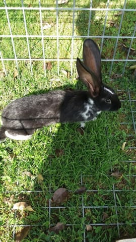 Race de lapin a votre avis?