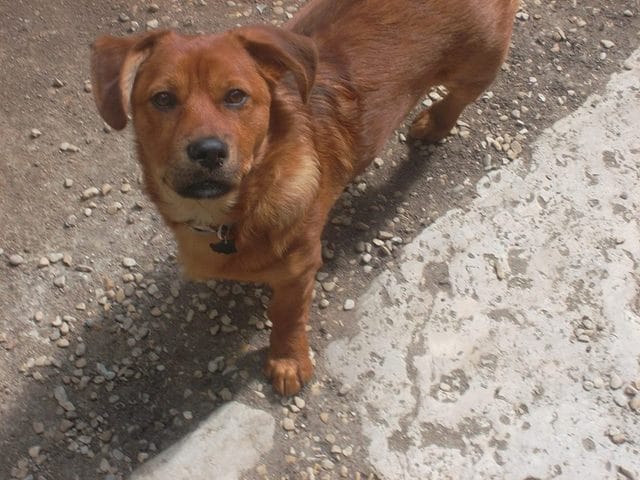 quelle et la race de mon chien