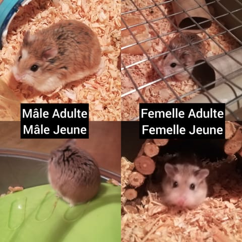Recherche famillle pour hamsters