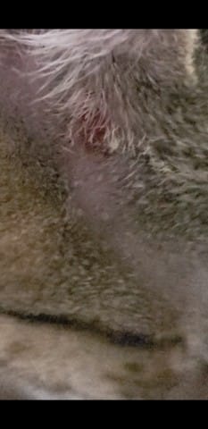 URGENT mon chat a un "troue" de sang devant son oreille que faire ?