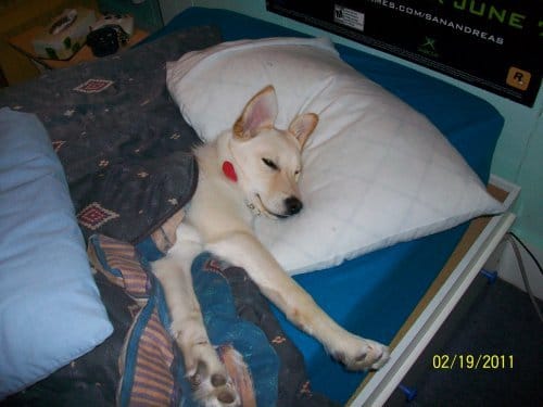 De quelle race est mon chien ?