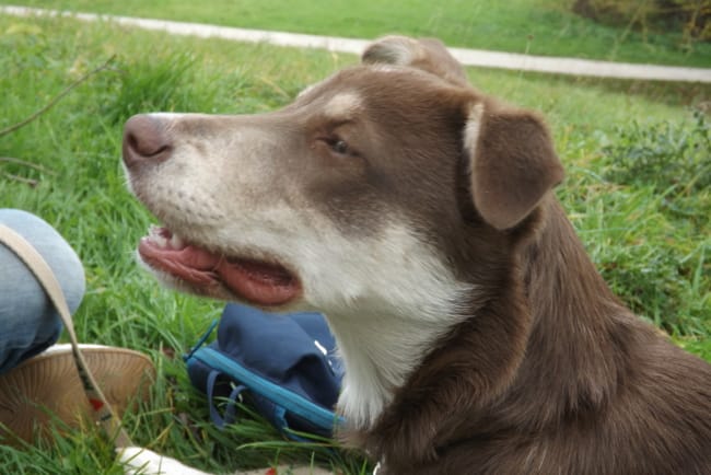 Croisé husky avec ??