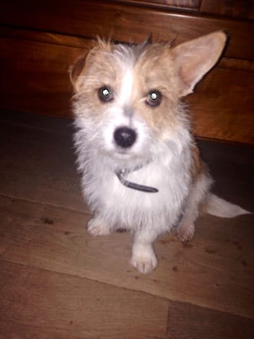 Comportement chienne battue
