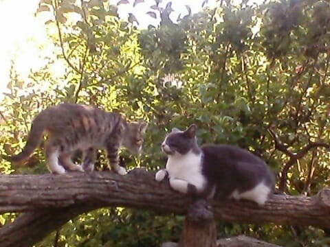 Quel âge donnez-vous à mon futur chaton ?