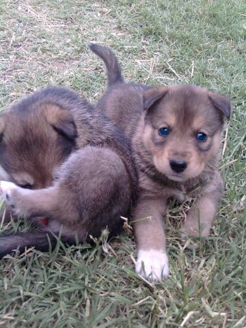 Chiots à donner !
