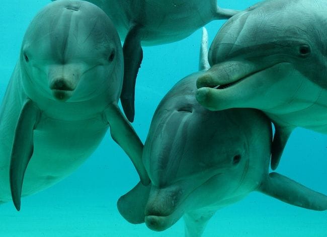 Parrainez un Dauphin avec Planète Sauvage (44).