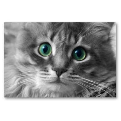 Sibériens : race de chat moins allergène