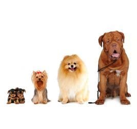 Info sur la population canine mondiale
