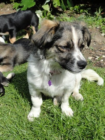 Recherche d'adoptants pour Capucine !