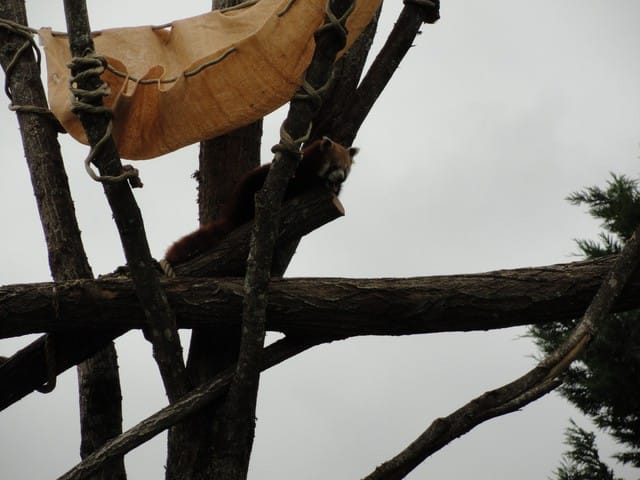 Zoo de Beauval