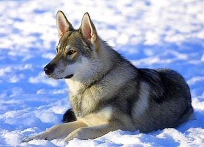L'Utonagan .