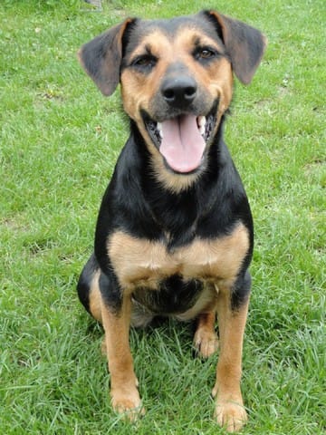 Mauvaise nouvelle : grosseur de ma chienne...