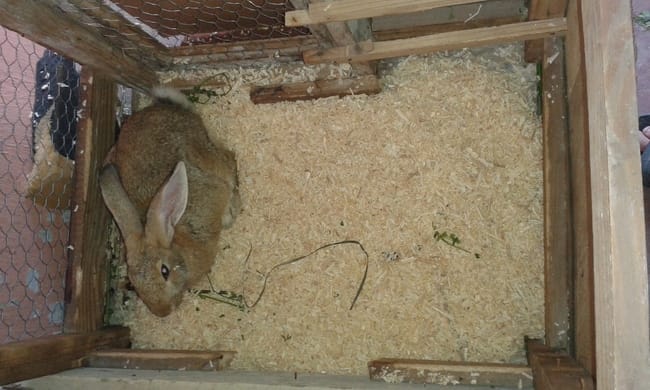 ma lapine  est  enceinte , est  ce  que  cette  cage lui convient?