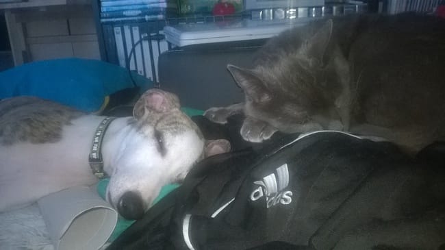 Entre chien et chat amitié possible  ?